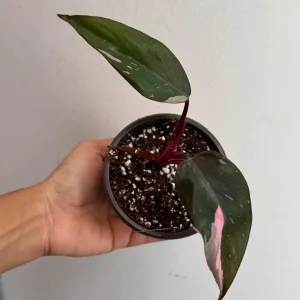 Philodendron Pink Princess Live Plant – Variegated Indoor Houseplant – 2 inch Pot - Image 3