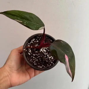 Philodendron Pink Princess Live Plant – Variegated Indoor Houseplant – 2 inch Pot - Image 1