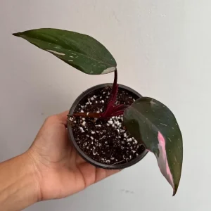 Philodendron Pink Princess Live Plant – Variegated Indoor Houseplant – 2 inch Pot - Image 4