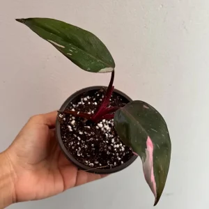Philodendron Pink Princess Live Plant – Variegated Indoor Houseplant – 2 inch Pot - Image 5