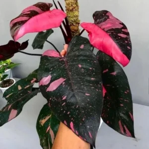 Philodendron Pink Princess Starter Plant - Live Houseplant - Image 1