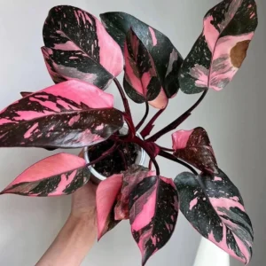 Philodendron Pink Princess Starter Plant - Live Houseplant - Indoor - Image 1