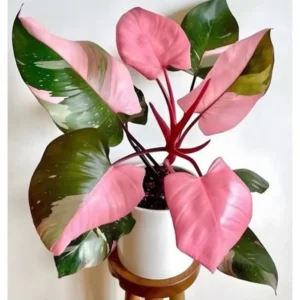 Philodendron Pink Princess XL Live Plant – Indoor Houseplant – Rare Aroid - Image 2