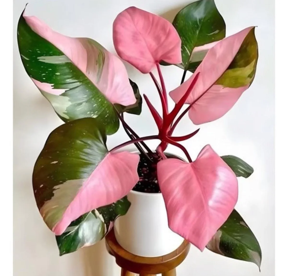 Philodendron Pink Princess XL Live Plant – Indoor Houseplant – Rare Aroid - Image 2
