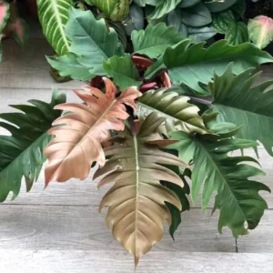 Philodendron Pluto Choco Empress Live Plant – Starter Size – Indoor Foliage - Image 1