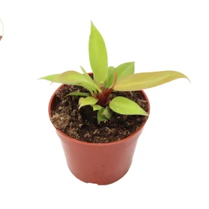 Philodendron Prince of Orange Live Plant – 4 inch Pot – Indoor Houseplant - Image 1