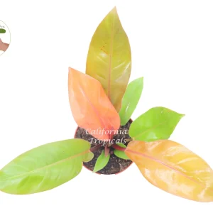 Philodendron Prince of Orange Live Plant – 6 Inch Pot – Indoor Houseplant - Image 2