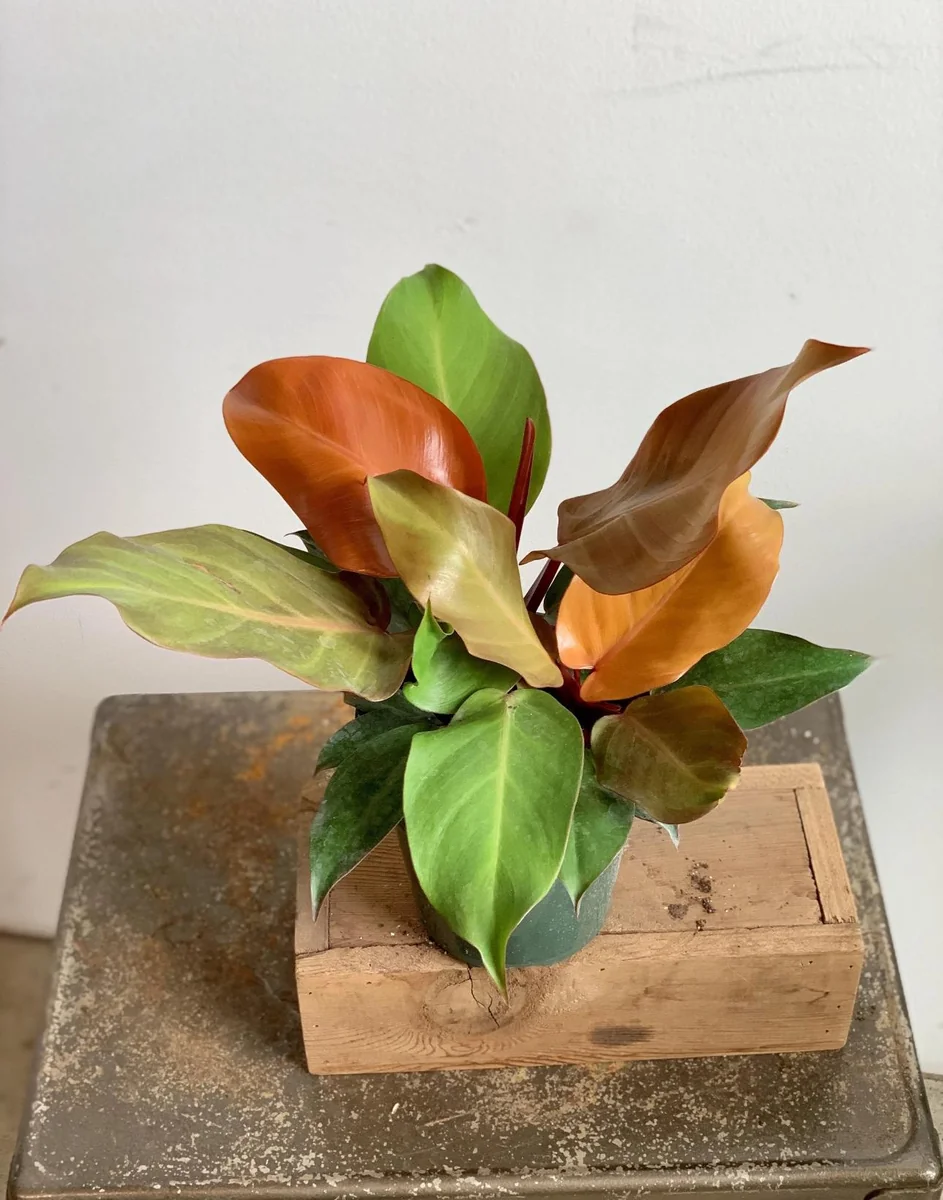 Philodendron Prince of Orange Live Plant, Starter Tropical Houseplant - Image 1