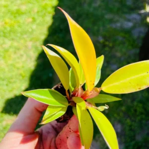 Philodendron Prince of Orange Starter Plant - Live Houseplant - Image 10