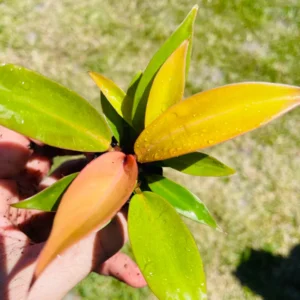 Philodendron Prince of Orange Starter Plant - Live Houseplant - Image 2