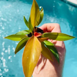 Philodendron Prince of Orange Starter Plant - Live Houseplant - Image 4