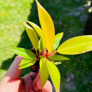 Philodendron Prince of Orange Starter Plant - Live Houseplant - Image 5