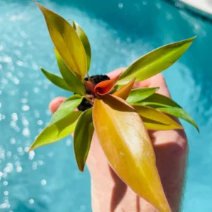 Philodendron Prince of Orange Starter Plant - Live Houseplant - Image 6