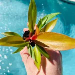 Philodendron Prince of Orange Starter Plant - Live Houseplant - Image 7