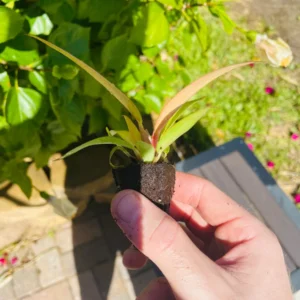 Philodendron Prince of Orange Starter Plant - Live Houseplant - Image 9