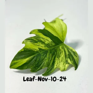 Philodendron Radiatum Variegated Cutting - Rare Indoor Live Plant - Image 1