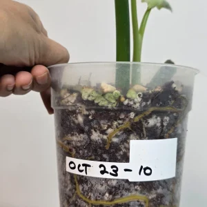 Philodendron Radiatum Variegated Live Plant - Large Form Indoor Aroid - Image 7