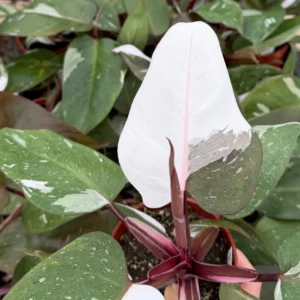 Philodendron Red Anderson Live Plant – 4 inch Potted Houseplant – Indoor - Image 1