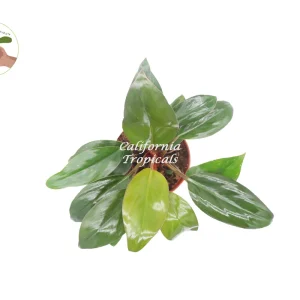 Philodendron Red Back Live Plant – 6 inch Pot – Indoor Houseplant - Image 2