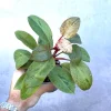 Philodendron Red Congo Variegated Live Plant - Dwarf Indoor Outdoor Plant - Image 1