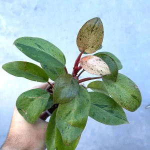 Philodendron Red Congo Variegated Live Plant - Dwarf Indoor Outdoor Plant - Image 3