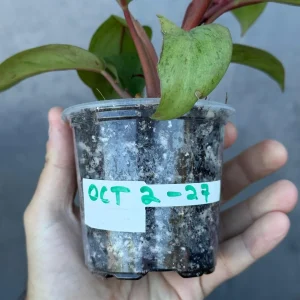 Philodendron Red Congo Variegated Live Plant - Dwarf Indoor Outdoor Plant - Image 5