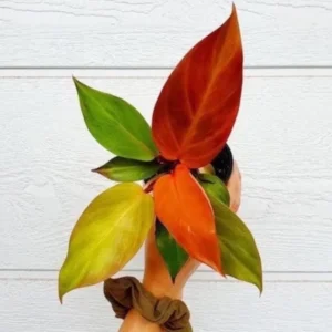 Philodendron Red Sun Live Plant – Starter Size – Indoor Tropical Foliage - Image 1
