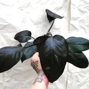 Philodendron Royal Queen Live Plant – 2 inch Pot – Potted Houseplant - Image 1