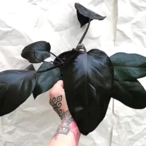 Philodendron Royal Queen Live Plant - Starter Aroid Houseplant - Image 1