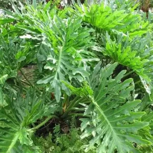 Philodendron Selloum Live Plant - 1 Foot Tall, Ships in 6