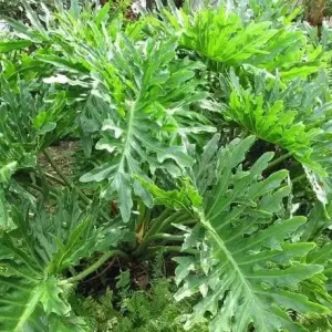 Philodendron Selloum Live Plant - 2 Feet Tall, 3 Gallon Pot, Indoor/Outdoor - Image 2