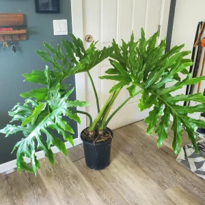 Philodendron Selloum Live Plant - 2 Feet Tall, 3 Gallon Pot, Indoor/Outdoor - Image 1