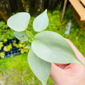 Philodendron Silver Sword Hastatum Live Starter Plant Indoor Houseplant - Image 2