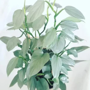 Philodendron Silver Sword Hastatum Live Starter Plant Indoor Houseplant - Image 1