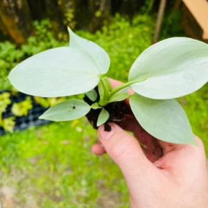 Philodendron Silver Sword Hastatum Live Starter Plant Indoor Houseplant - Image 6