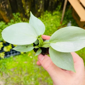 Philodendron Silver Sword Hastatum Live Starter Plant Indoor Houseplant - Image 7