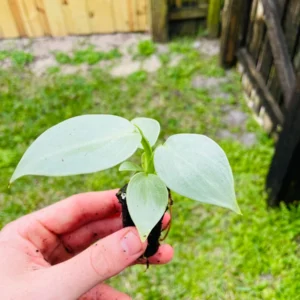 Philodendron Silver Sword Hastatum Live Starter Plant Indoor Houseplant - Image 8