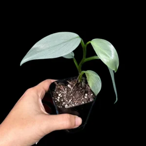 Philodendron Silver Sword Live Plant – 2 inch Pot – Indoor Tropical Houseplant - Image 3