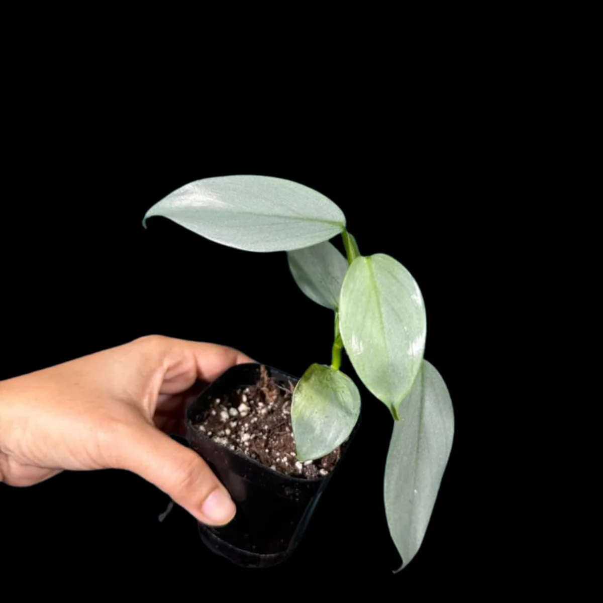 Philodendron Silver Sword Live Plant – 2 inch Pot – Indoor Tropical Houseplant - Image 6