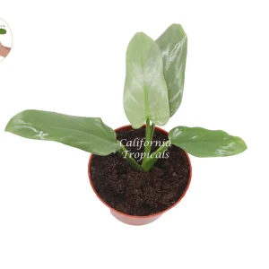 Philodendron Silver Sword Live Plant – 6 inch Pot – Indoor Tropical Foliage - Image 2