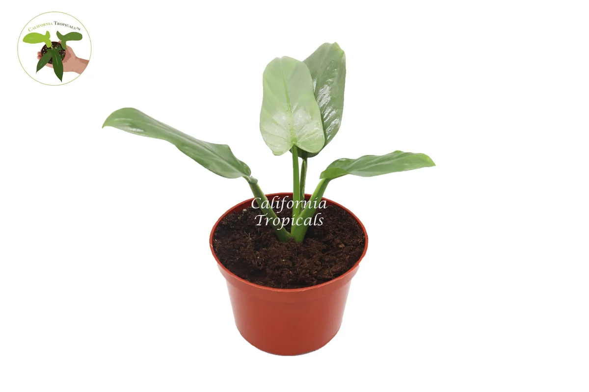 Philodendron Silver Sword Live Plant – 6 inch Pot – Indoor Tropical Foliage - Image 1