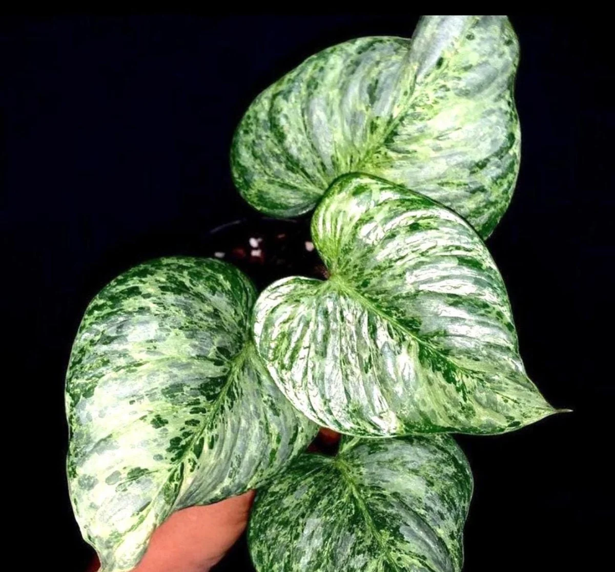 Philodendron Sodiroi Live Starter Plant - Rare Indoor Houseplant - Image 1