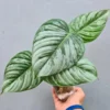 Philodendron Sodiroi Variegated Live Plant – 2 inch Pot – Indoor Houseplant - Image 1