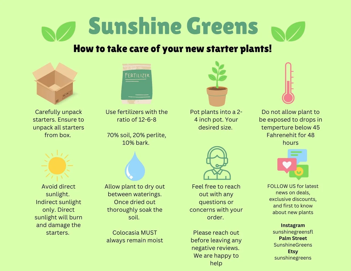 Philodendron Sodiroi Variegated Live Plant – 2 inch Pot – Indoor Houseplant - Image 2