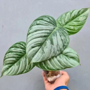 Philodendron Sodiroi Variegated Live Plant – 2 inch Pot – Indoor Houseplant - Image 1