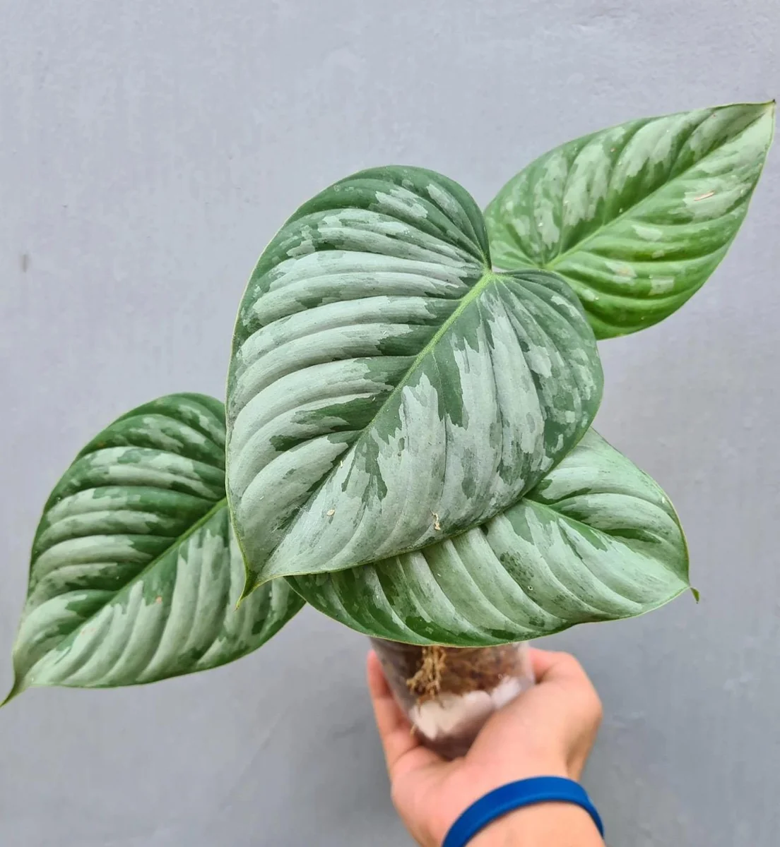 Philodendron Sodiroi Variegated Live Plant – 2 inch Pot – Indoor Houseplant - Image 1