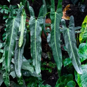 Philodendron Spiritus Sancti Live Plant – Rare Aroid – 2 inch Pot – Indoor - Image 1