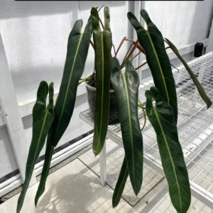 Philodendron Spiritus Sancti Starter Live Plant - Rare Aroid Houseplant - Image 1