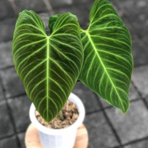 Philodendron splendid Live Plant – Potted Houseplant – Starter Size – Indoor Foliage - Image 1