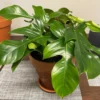 Philodendron Squamiferum Live Plant – 2 inch Pot – Indoor Tropical Plant - Image 1
